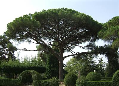 Pinus  pinea